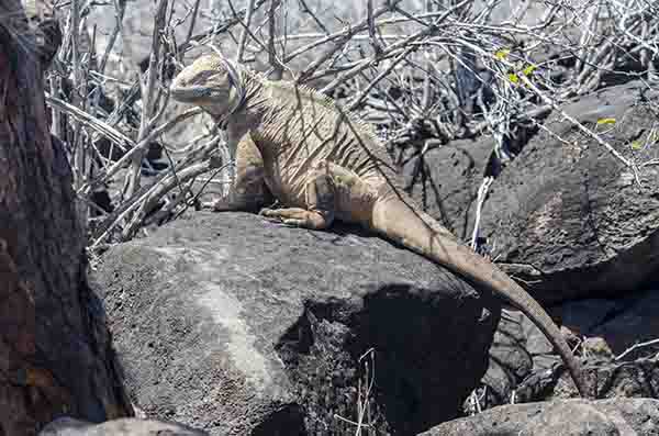 Iguana terrestre de Santa Fé - isla Santa Fé - islas Galápagos - Ecuador 02.jpg
